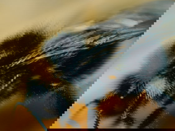 Mooi Moment: Hommels