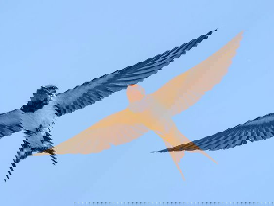 Gedicht: Graag geef ik je armen, van Peter Verhelst