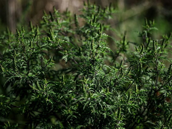 De Jaargetijden: Alsemambrosia