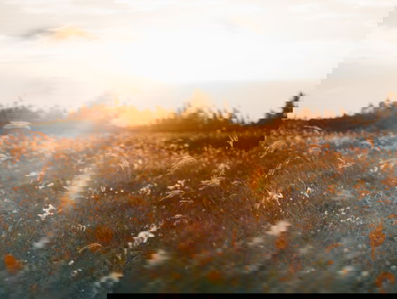 Lekkere Track: Een onverwachte oorwurm