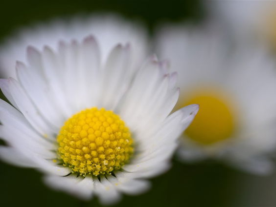 De Jaargetijden: Madeliefje verkozen tot nationale bloem