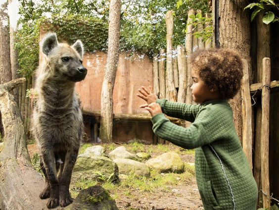 De dromenvanger, nr. 431: Dierentuin