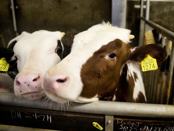 Dierenbescherming deelt prijzen uit aan voorbeeldboeren