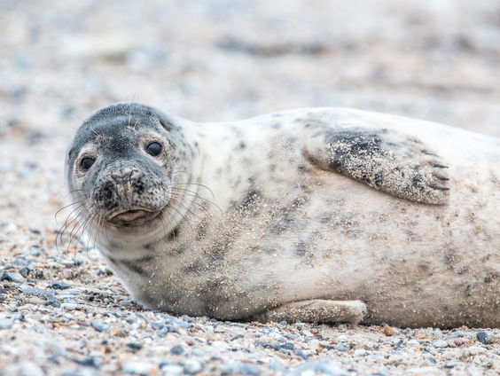 Kettingreactie 8 juni 2023