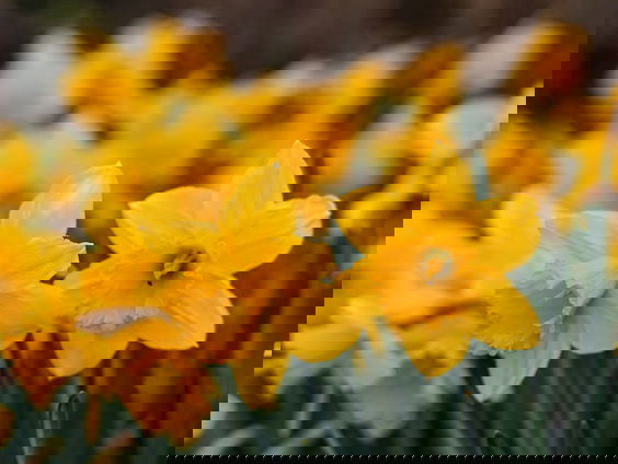 Lekkere Track: Bloemstukjes