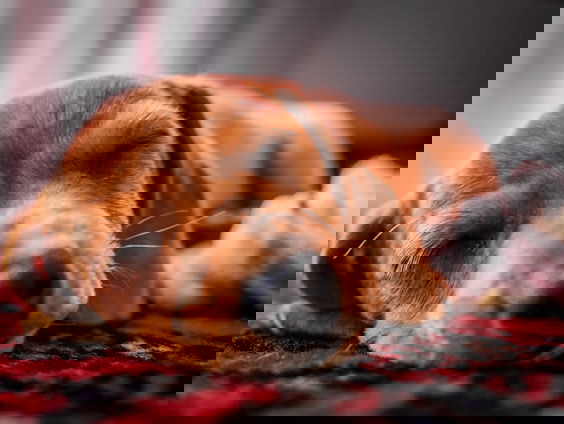 Lekkere Track: Wereldlijke wiegenliedjes