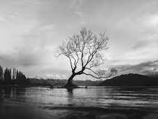 Gedicht: Bomen in zwart water, van Mary Oliver