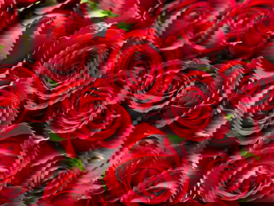 Lekkere Track: Zemlinsky de aanbidder