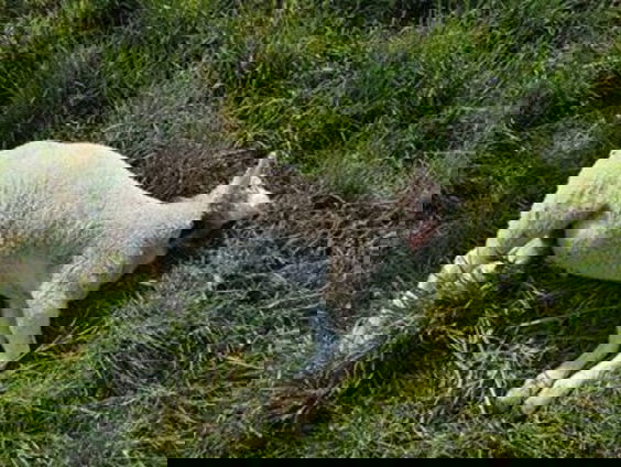 De dromenvanger, nr. 359: Dode lammeren