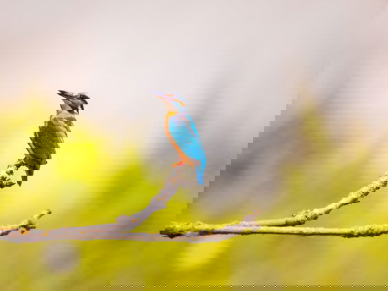 Lekkere Track: IJsvogel gespot!