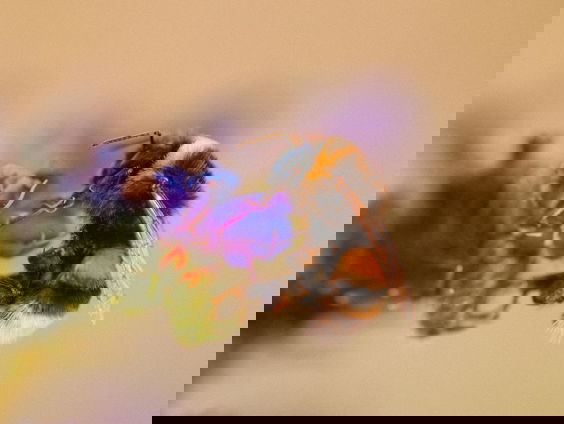 Lekkere Track: Nu al een hommel?