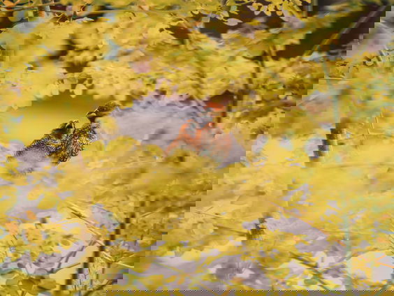 Lekkere Track: Popicoon