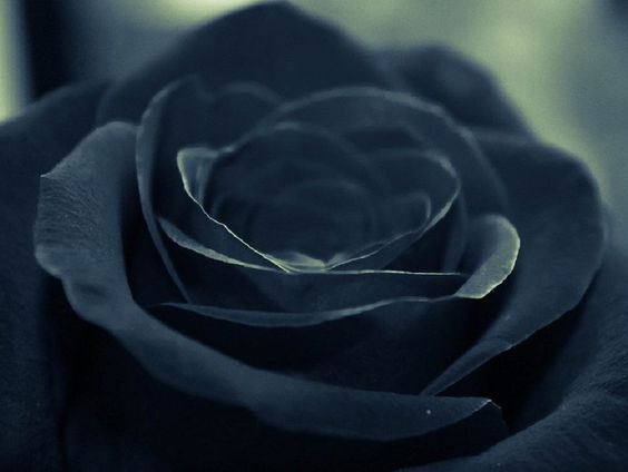 De dromenvanger, nr. 37: Zwarte bloemen