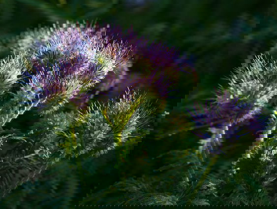 Gedicht: Bijenbrood, II, van Paul Demets