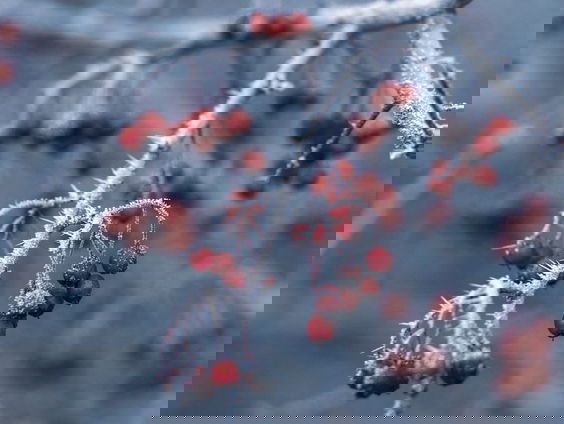 Lekkere Track: Maart roert z'n staart