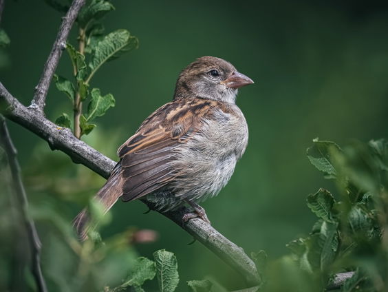 Kettingreactie 21 april 2023
