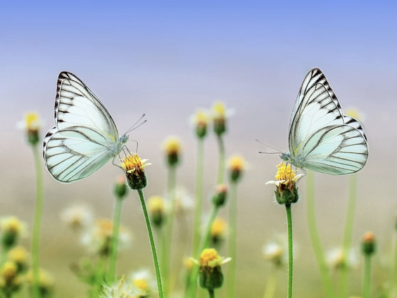 Lekkere Track: Voor- of achteruit?