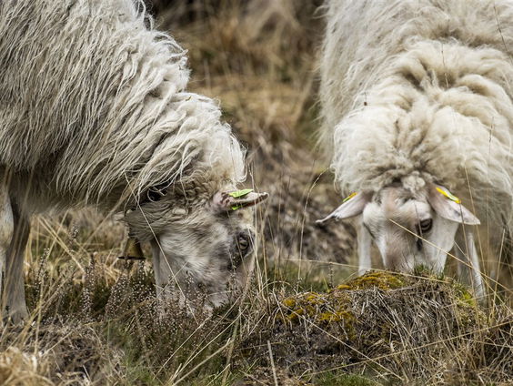 Menselijke Maat: Hollands Wol Collectief