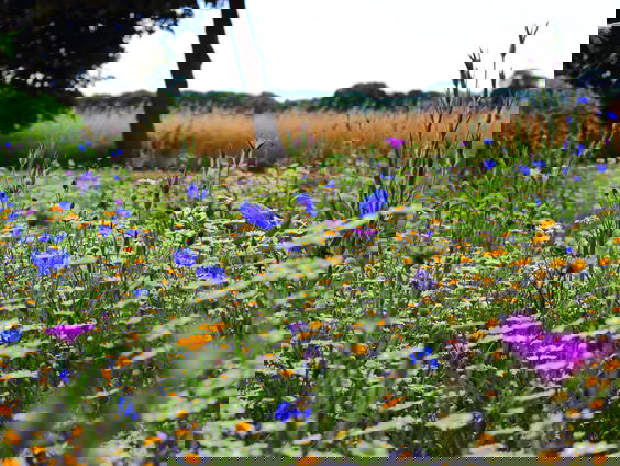 Lekkere Track: Koele luchten, lichte tropetten