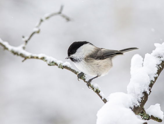 Kettingreactie 26 april 2023