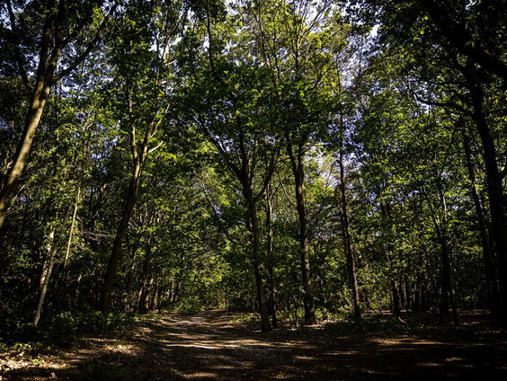 Laatste dag om te stemmen op Boom van het Jaar