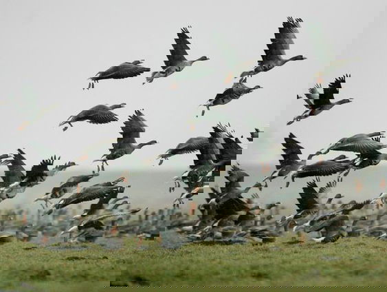 Gedicht: Wilde ganzen van Mary Oliver