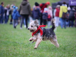 Menselijke Maat: honden helpen kinderen met leesproblemen