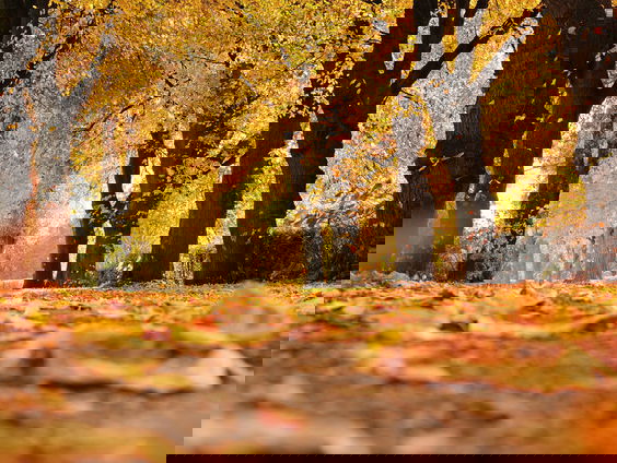 Lekkere Track: Is het al herfst?