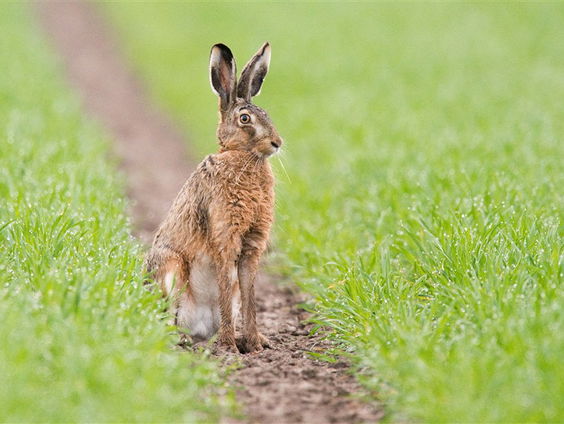 De Jaargetijden: de zoogdieren