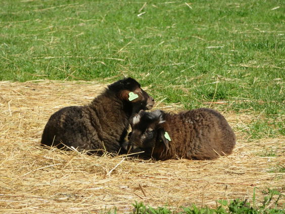 Mooi Moment: Lentetaferelen