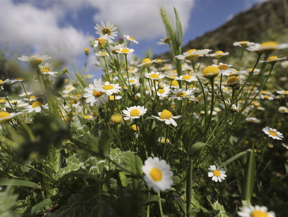 De Jaargetijden: bloemen