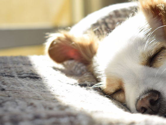 Een rustige oudejaarsavond tijdens Radio Viervoeter