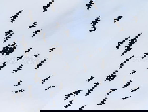 Gedicht: Zo is de improvisatie, van Jan Hanlo