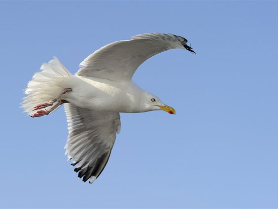 De Jaargetijden: Meeuwen