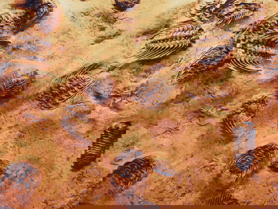 Lekkere Track: Uitgestorven?