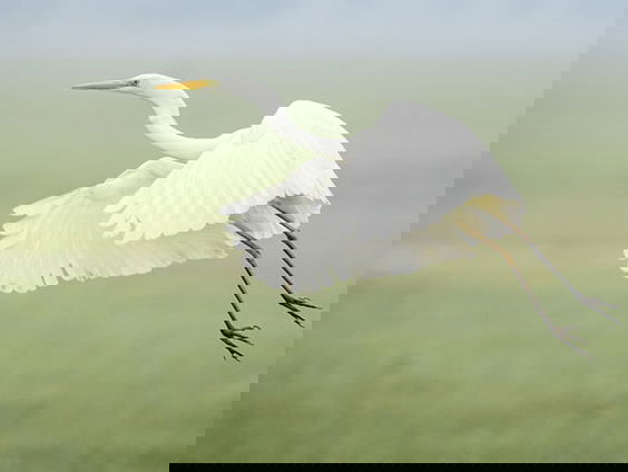 Gedicht: Gedicht van de ene wereld, van Mary Oliver