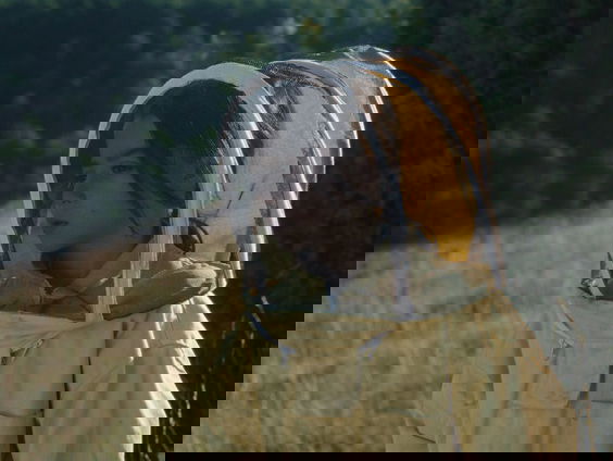 Filmtip - 20.000 Species of Bees