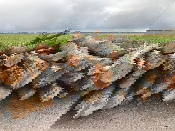 De dromenvanger, nr. 358: Boomstammen