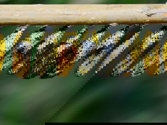 Lekkere Track: Metamorfose