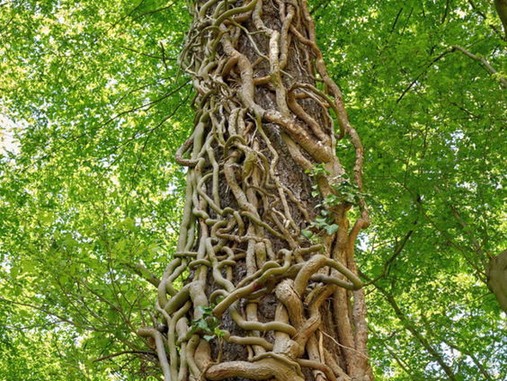 Hollandse Nieuwe! Strauss Lieder van Lenneke Ruiten & Thom Janssen, deel II: Epheu