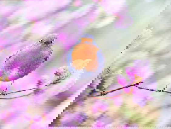 Amy's Schrijf van Vijf