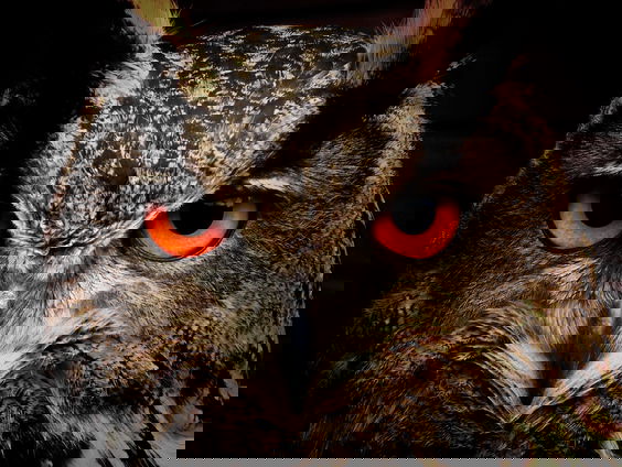 Lekkere Track: Als je luistert... hoor je Mahler