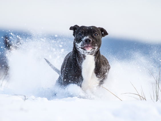 Gedicht: Wervelwind, van Mary Oliver