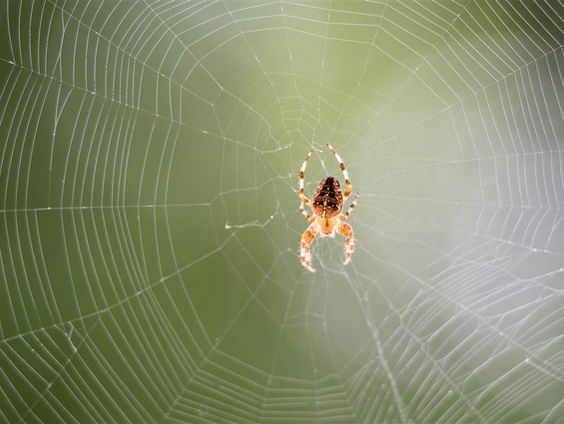 De Jaargetijden: Spinnen