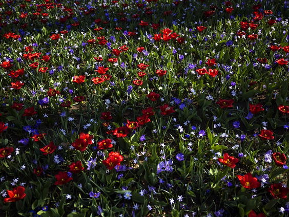 Menselijke Maat: Stichting Struikroven