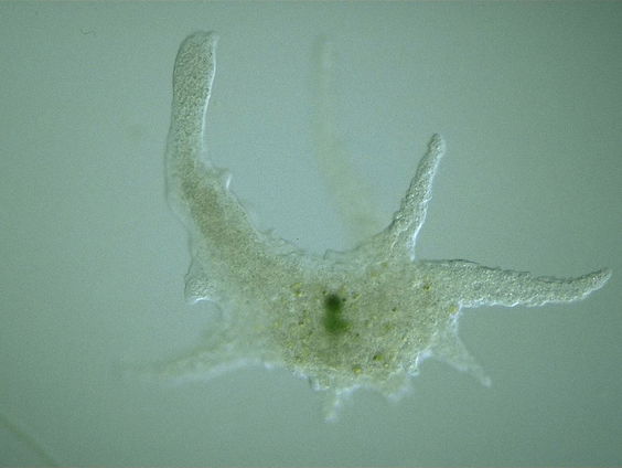 Gedicht: Evolutie, van Lieke Marsman