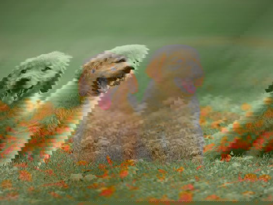 RadioReisDienst: Puppy's