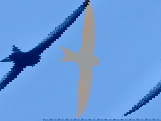 De Jaargetijden: Gierzwaluwen