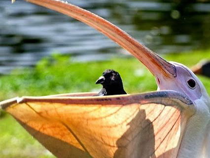 De dromenvanger, nr. 54: Pelikaan