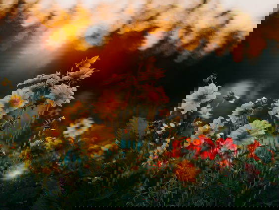 Amy's Schrijf van Vijf